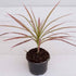 Dracaena Colorama - Plant